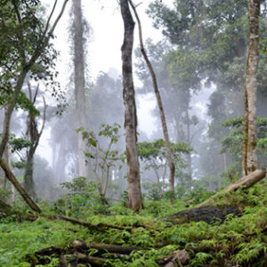 Μοναδικής Προέλευσης