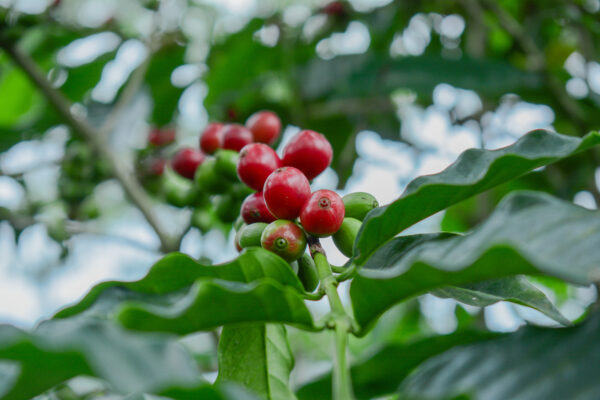 Hartmann Reserve Geisha Natural, Panama - Image 3